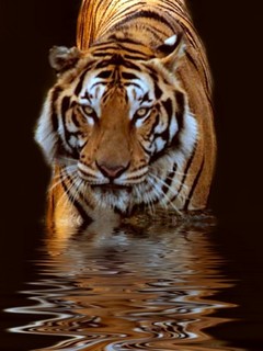 Animal Wallpapers 0042